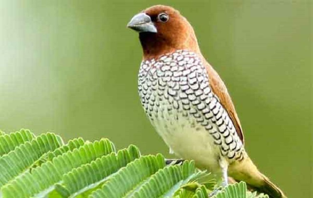 tila+munia+mbd