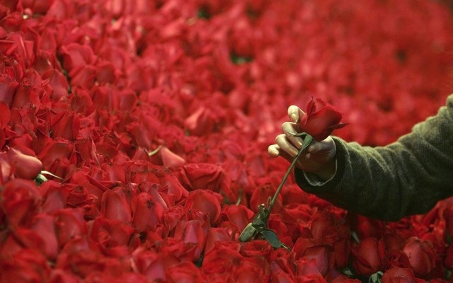valentine+mbd-4