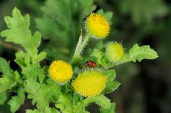 buno+phool+namuti+mbd
