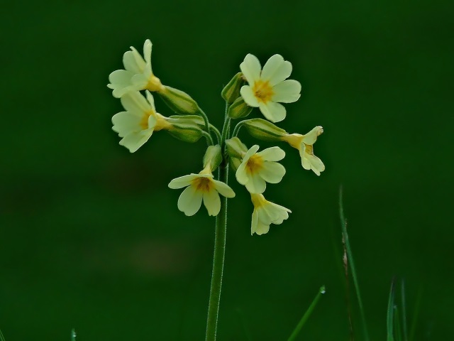 buno+phool+primula+mbd