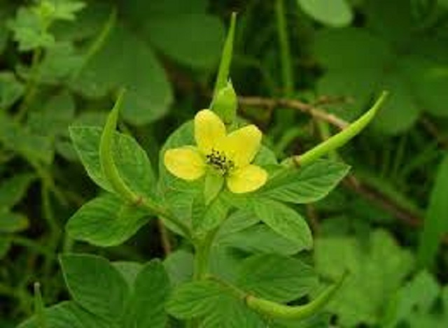 buno+phool+yelow+hurhure+mbd
