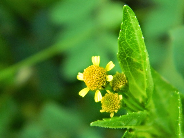 buno+phool+yelow+renukona+mbd