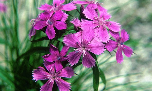 Dianthus+flower+mbd-10