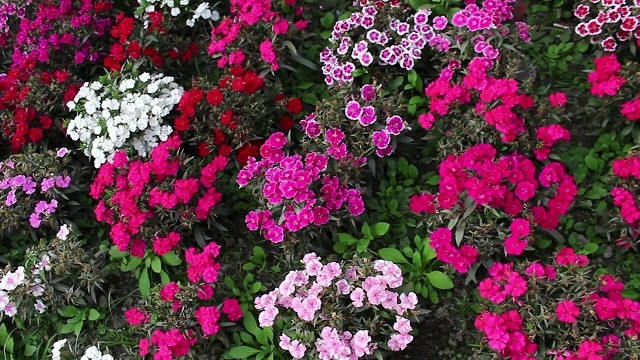 Dianthus+flower+mbd-12jpg