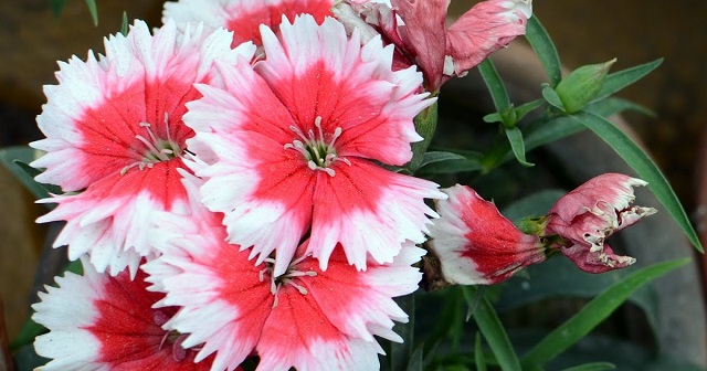 Dianthus+flower+mbd-13