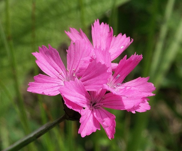 Dianthus+flower+mbd-6