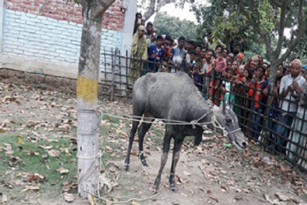 Naogaon+patnitala+nilgai+mbd