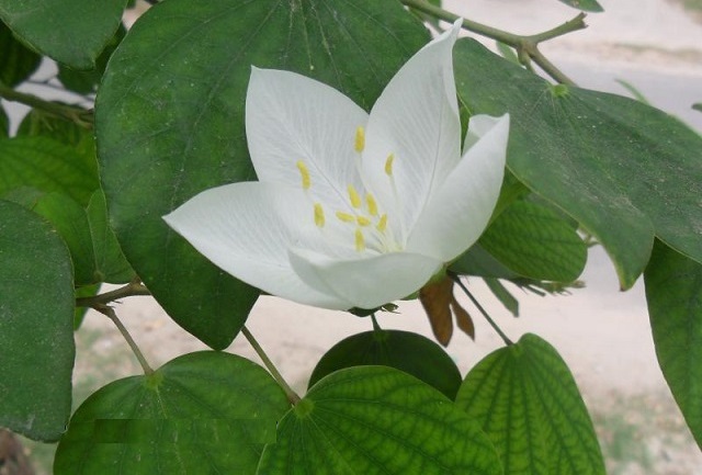 White+Orchid+flower+mbd-2