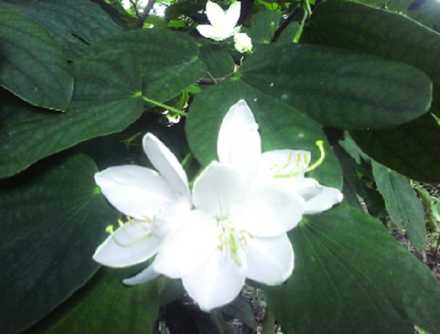 White+Orchid+flower+mbd-4