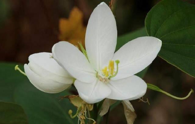White+Orchid+flower+mbd-5