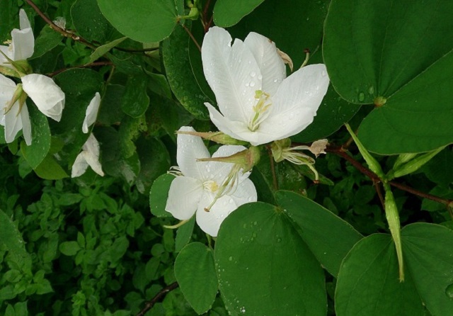 White+Orchid+flower+mbd-6