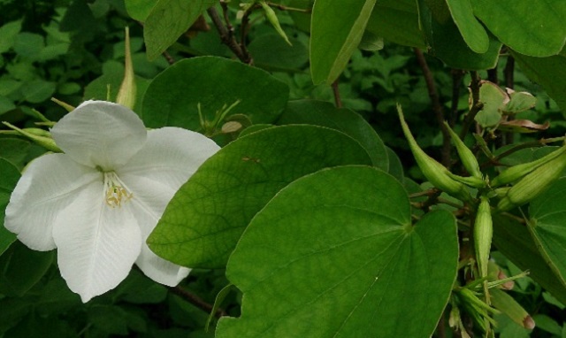 White+Orchid+flower+mbd-7