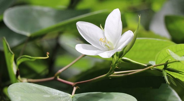 White+Orchid+flower+mbd