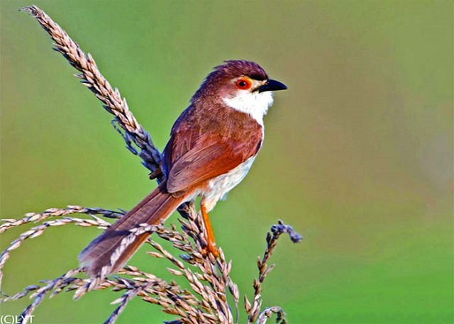 Yellow+eyed+Babbler+mbd-3