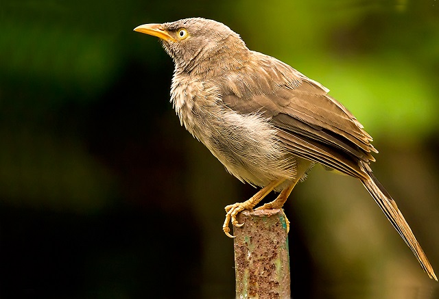 Yellow+eyed+Babbler+mbd-4