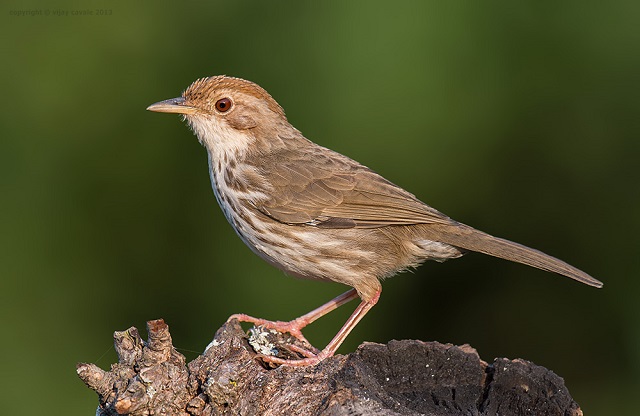 Yellow+eyed+Babbler+mbd-5