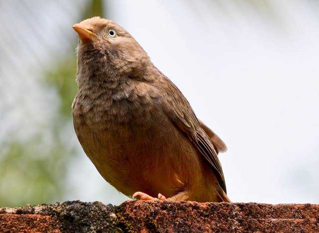 Yellow+eyed+Babbler+mbd-6