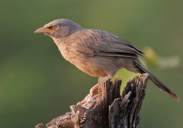 Yellow+eyed+Babbler+mbd-8