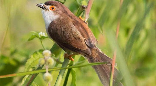 Yellow+eyed+Babbler+mbd