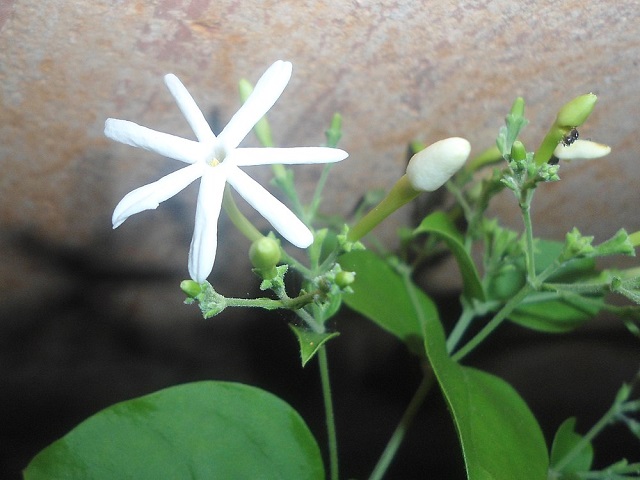 chameli+mbd-5