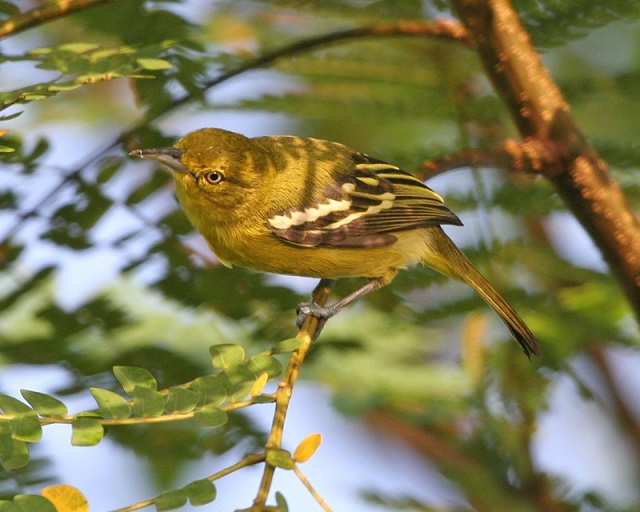 fatikjol+bird+Common+Iora+mbd-5