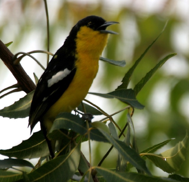 fatikjol+bird+Common+Iora+mbd-6