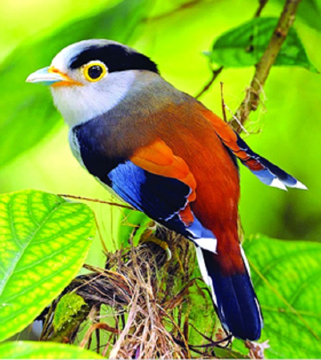 godathnoth+bird+mbd-2