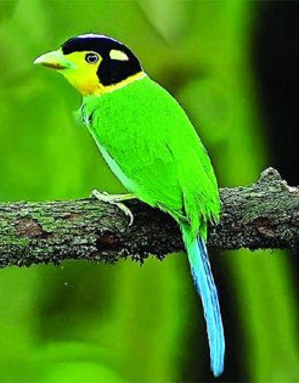 godathnoth+bird+mbd-3