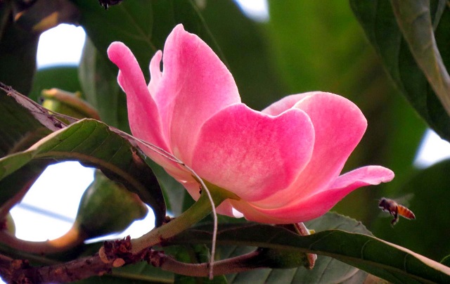 gustavia+flower+mbd-3