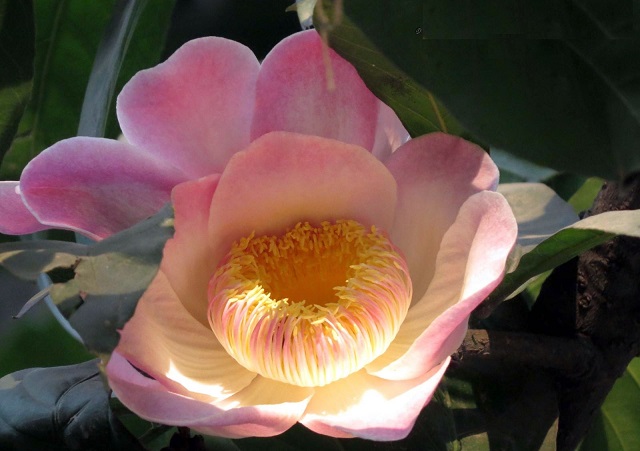 gustavia+flower+mbd-4