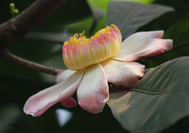 gustavia+flower+mbd-5