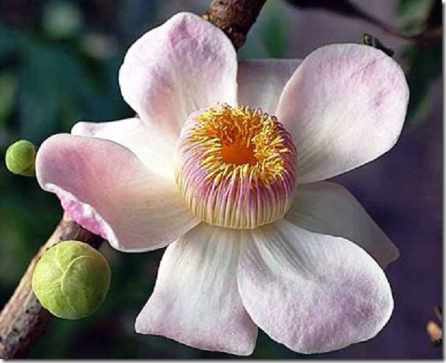 gustavia+flower+mbd-6