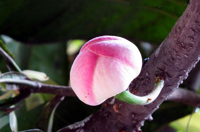 gustavia+flower+mbd-7