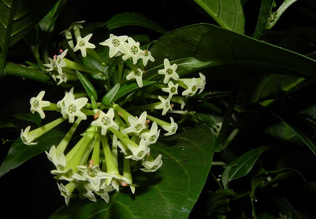 hasnahena+Night+blooming+Jasmine+mbd-5