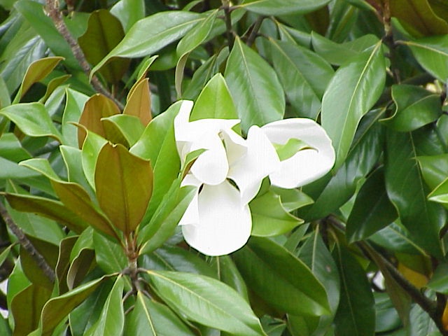 himchapa+flower+mbd-5