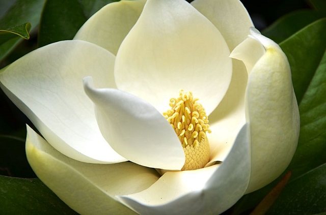 himchapa+flower+mbd-6