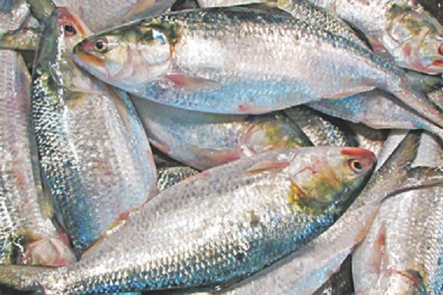 ilish+mbd-2