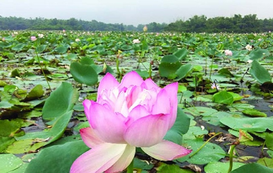 jal+komole+komolkonnya+hat+baria+roy+mbd-5