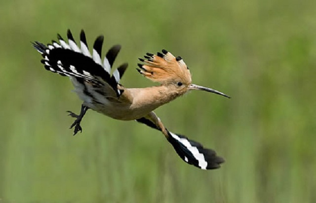 kathkurali+bird+mbd-10
