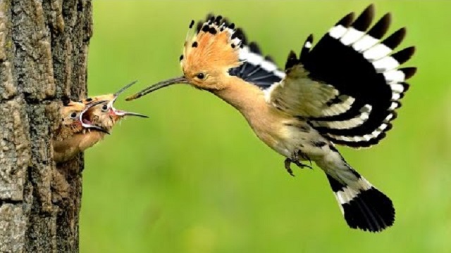kathkurali+bird+mbd-11