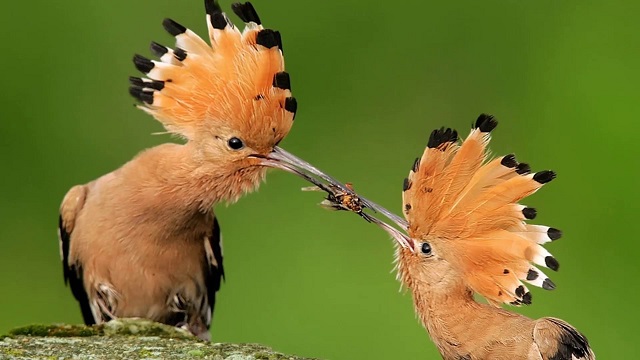kathkurali+bird+mbd-12