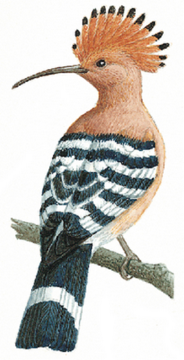 kathkurali+bird+mbd