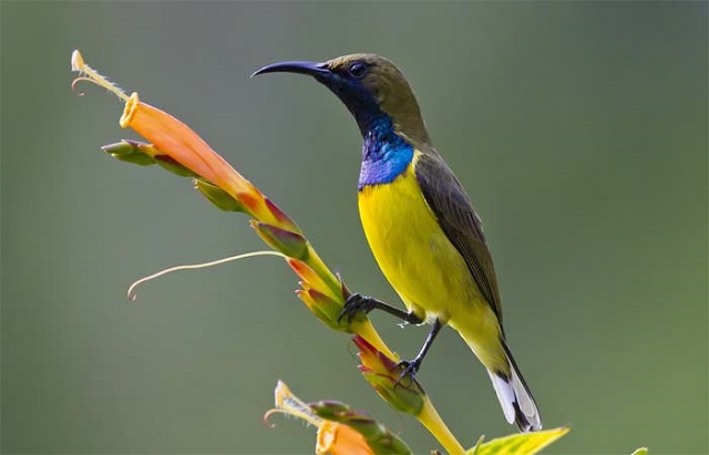 moutusi+bird+mbd-10