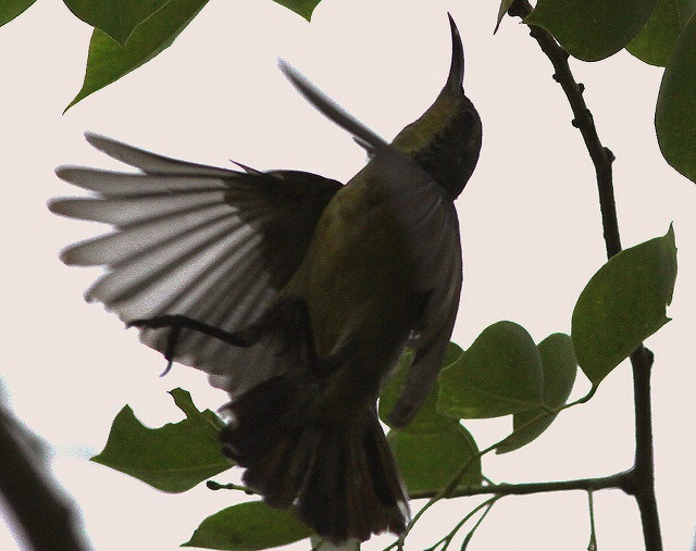 moutusi+bird+mbd-11