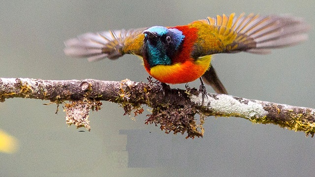moutusi+bird+mbd-12
