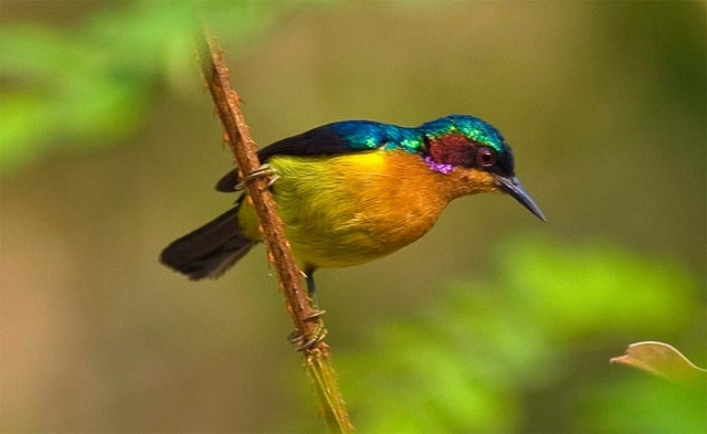 moutusi+bird+mbd-13