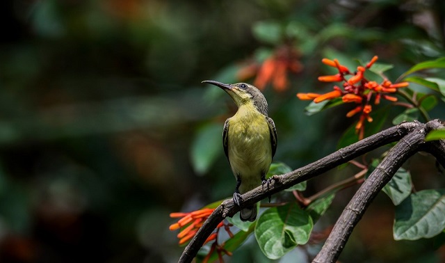 moutusi+bird+mbd-14