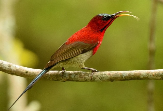 moutusi+bird+mbd-15