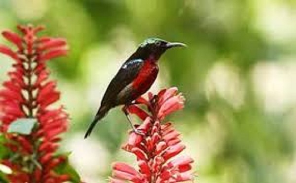 moutusi+bird+mbd-5