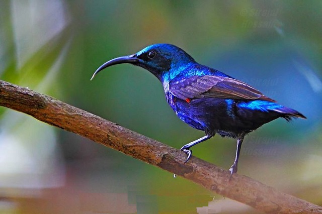 moutusi+bird+mbd-6